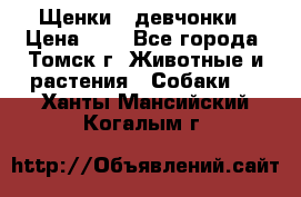 Щенки - девчонки › Цена ­ 2 - Все города, Томск г. Животные и растения » Собаки   . Ханты-Мансийский,Когалым г.